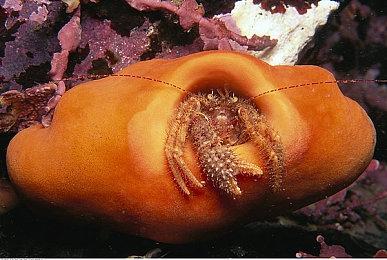 《锈兔异途》多平台发售 虚渊玄编剧动作新游